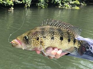 bay-snook