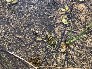northern-leopard-frogs