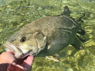 smallmouth-bass