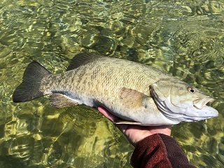 smallmouth-bass