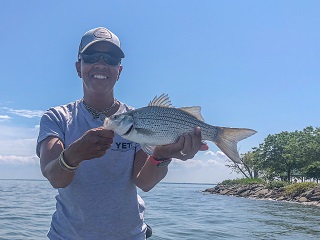 white-bass-Currier