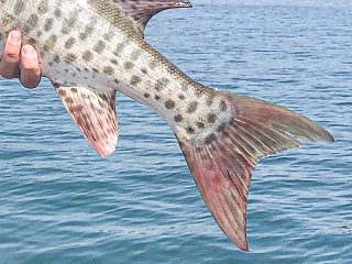 Great-Lakes-muskellunge