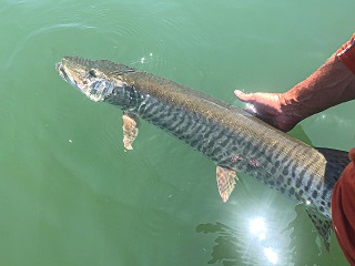 Great-Lakes-musky