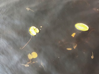 tadpoles