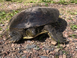 spiny-softshell-turtle