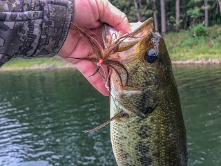 flyfishing-bass