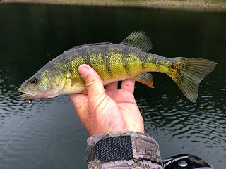 yellow-perch