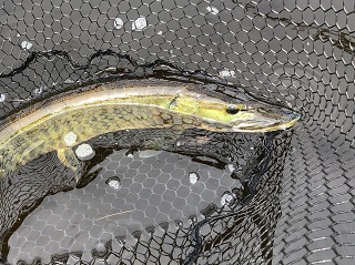 musky
