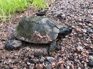 wood-turtle