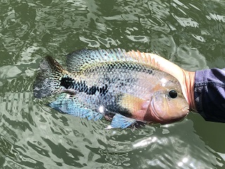 Belize-cichlids