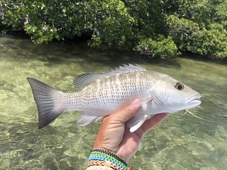 mangrove-snapper