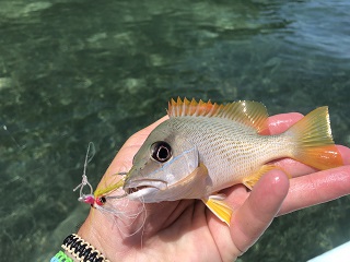 dog-snapper