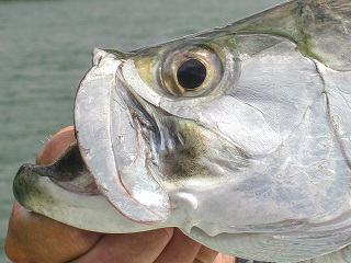 tarpon