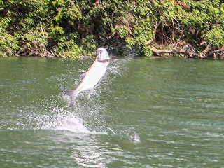 tarpon-Belize