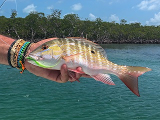 mutton-snapper