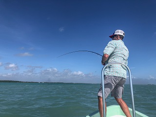 tripletail-Currier