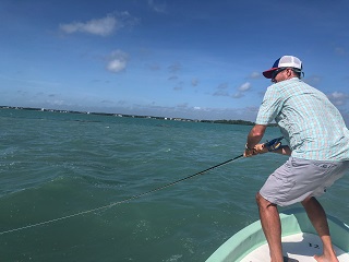 Currier-tripletail-Belize