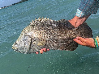 tripletail