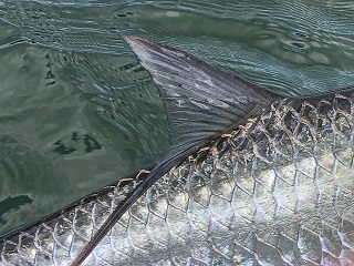 tarpon