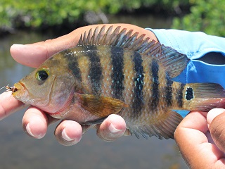 Mayan-cichlid