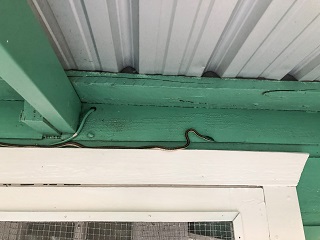 green-headed-tree-snake