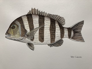 sheepshead-art