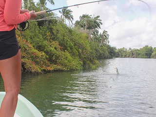 tarpon