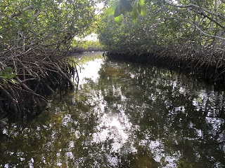 saltwater-flyfihsing-Belize
