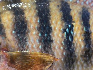 Mayan-cichlid