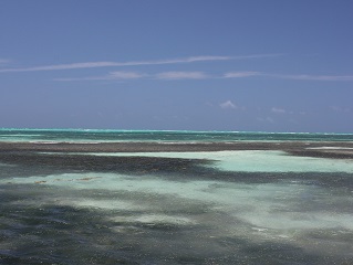 saltwater-flats-permit