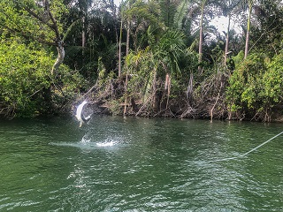 tarpon