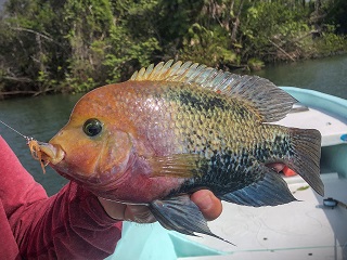 Redhead-cichlid