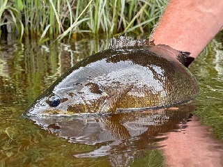 smallmouth-bass