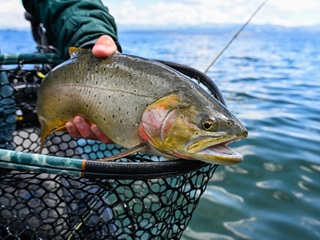 Yellowstone-cutthroat