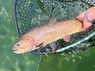 Yellowstone-cutthroat