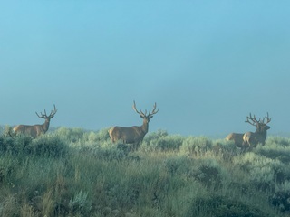 fly-fishing-elk