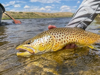 brown-trout