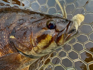 smallmouth-bass