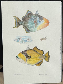 Seychelles-artwork