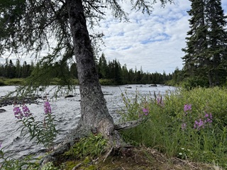 Quartzite-River-Labrador