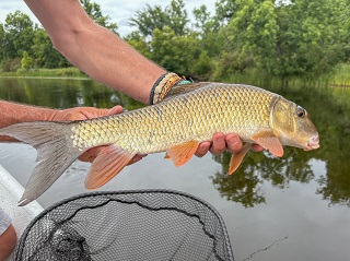 golden-redhorse