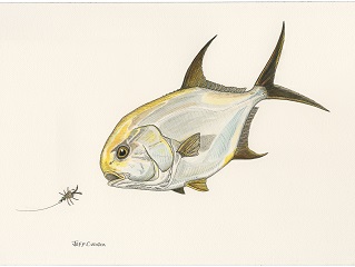 Indo-Pacific-permit-art
