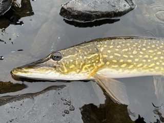 pike