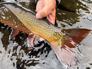 brook-trout