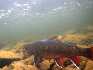 brookie-Labrador