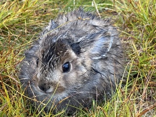 snowshoe-hare-Labrador