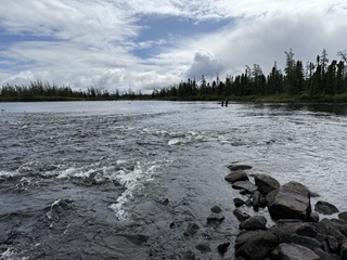McKenzie-River-Labrador