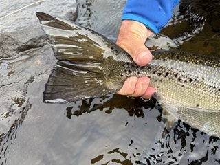 landlocked-salmon