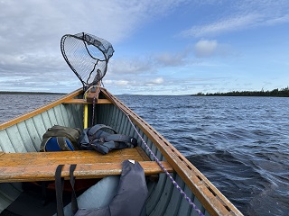 Labrador