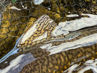 brookies